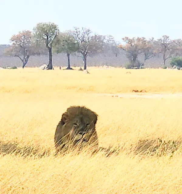 Makona National Parks HQ