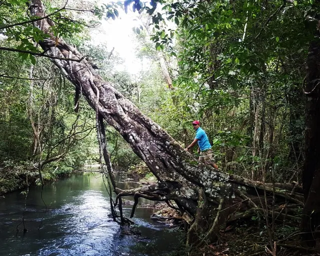 Rainforest Tours Panama