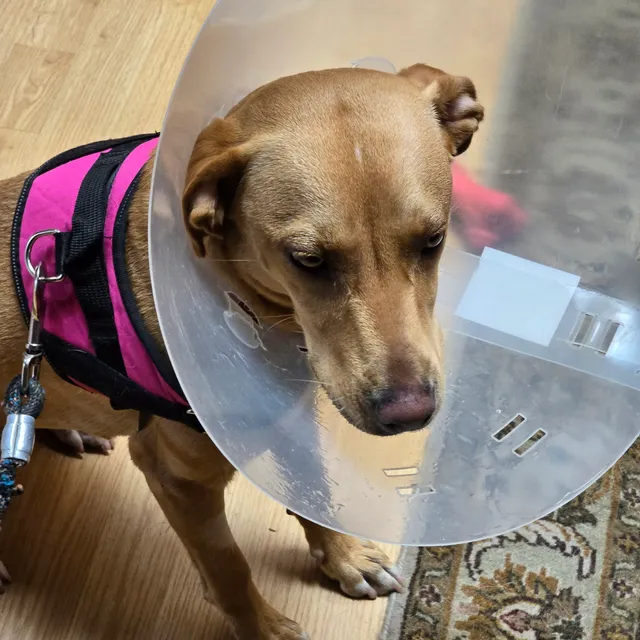 San Diego Affordable Spay and Neuter Clinic (North Park)