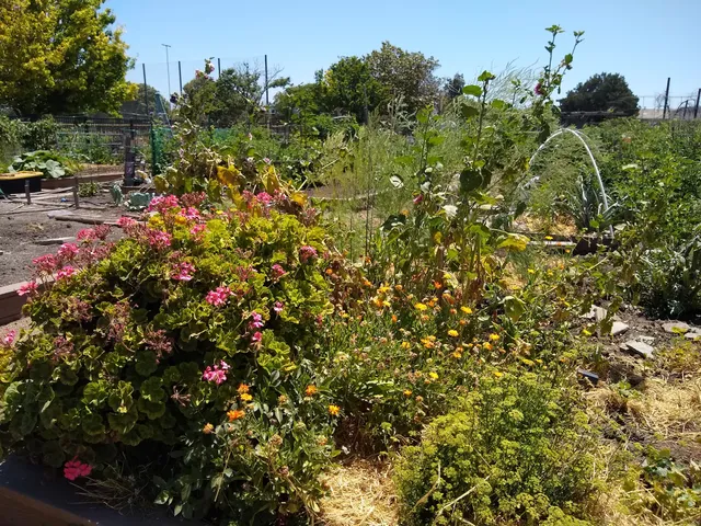 Guadalupe Community Garden