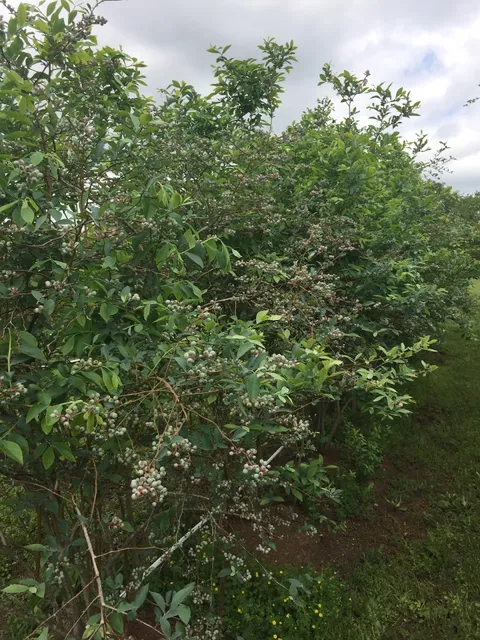 Creekside Berry Farm