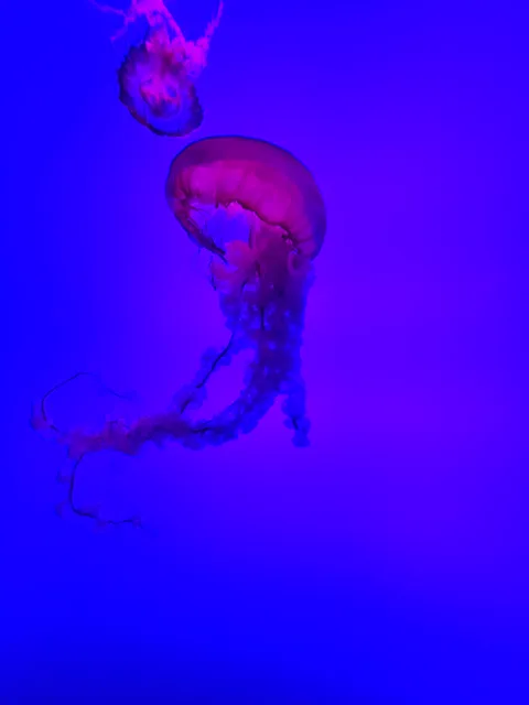 Ripley's Aquarium of Myrtle Beach