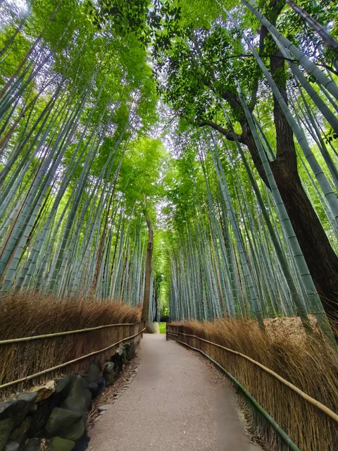 Bamboo Garden