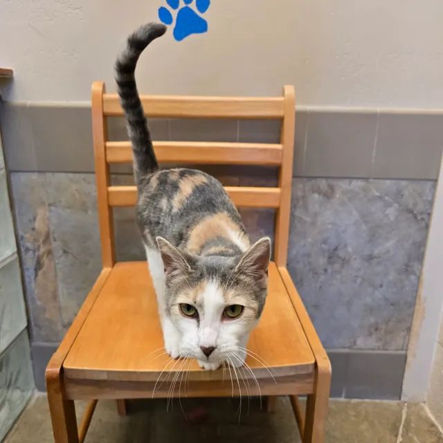 Humane Society Of Wickenburg