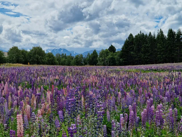 Lake Tekapo Lupin Field