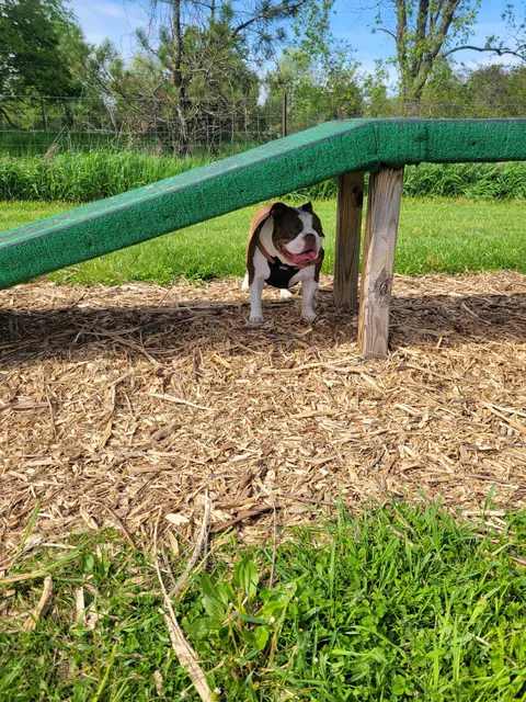 Dog Park at Arise Church