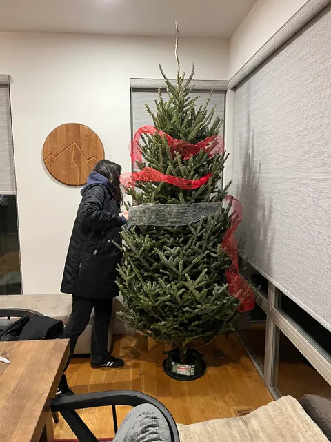 Jolly Christmas Trees