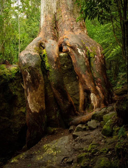 Octopus Tree