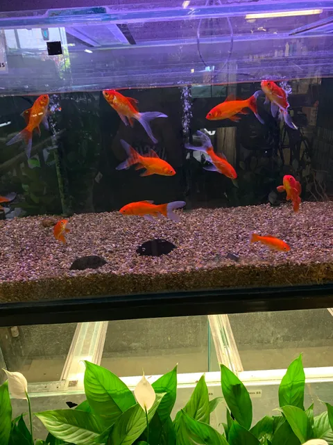 Mappin's Nursery & Aquarium