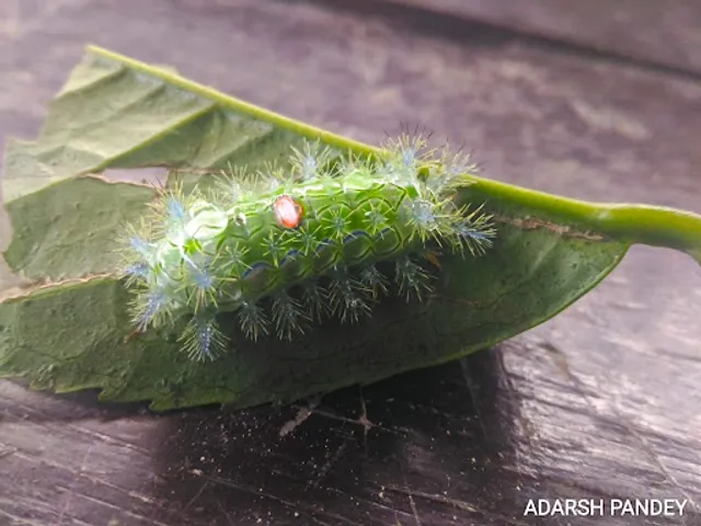 Champaran Tea & Industries (Pvt.) Ltd.