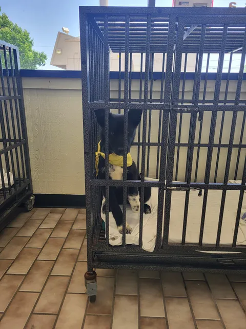 Humane Society of Tulsa