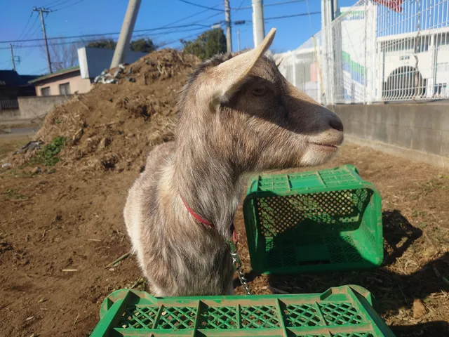 中根農園直売所