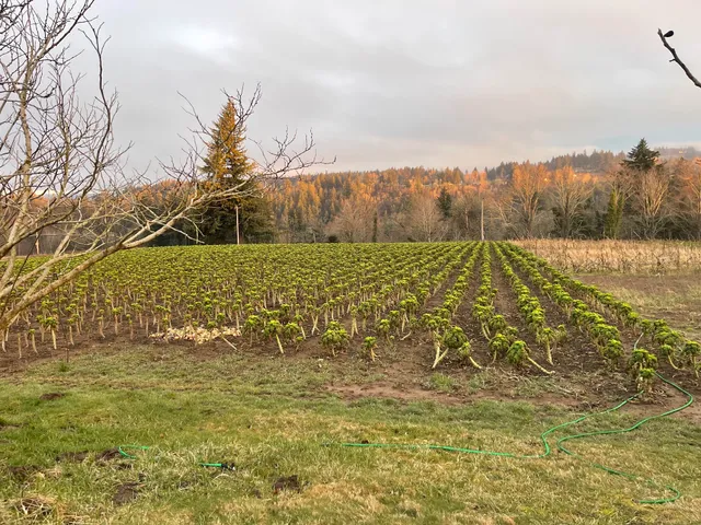 Hilltop Produce Farms, LLC