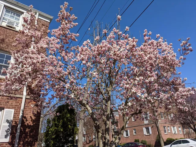 Forest Hill Terrace Apartment