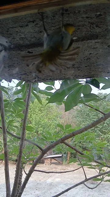 Sharon Johnston Park Pool