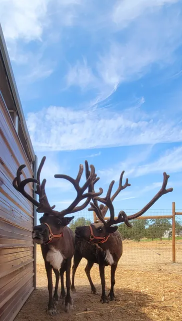 Goldendale Reindeer Farm open by appointment only