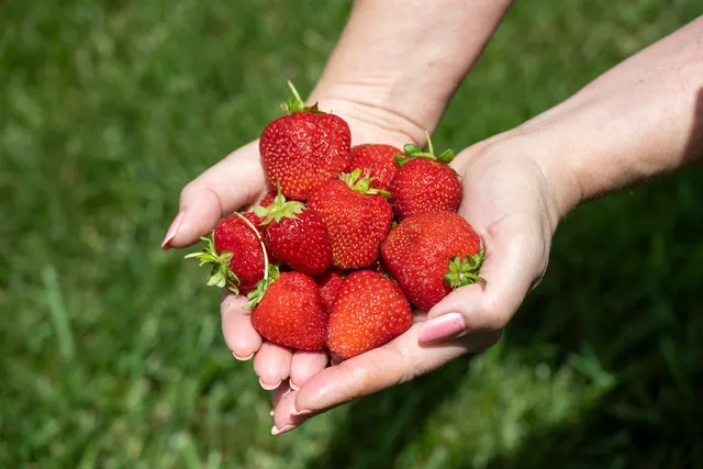 Country Road Berries LLC