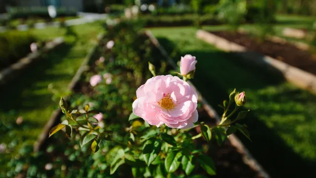 White Trail Club : A Flower Farm