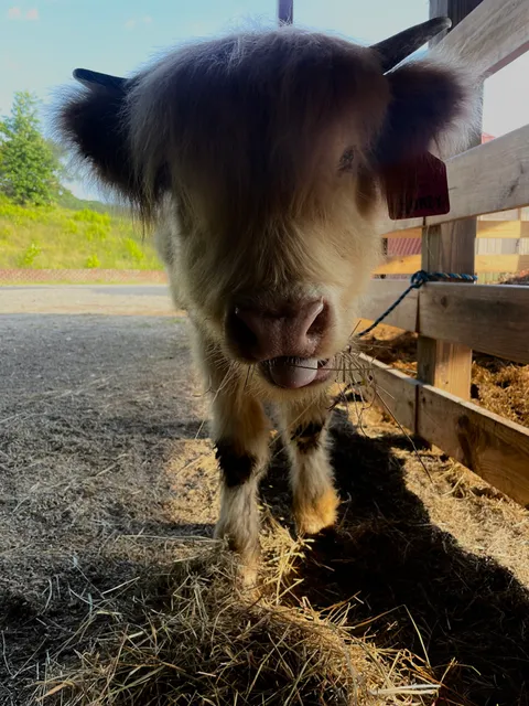 Blessing Creek Farms