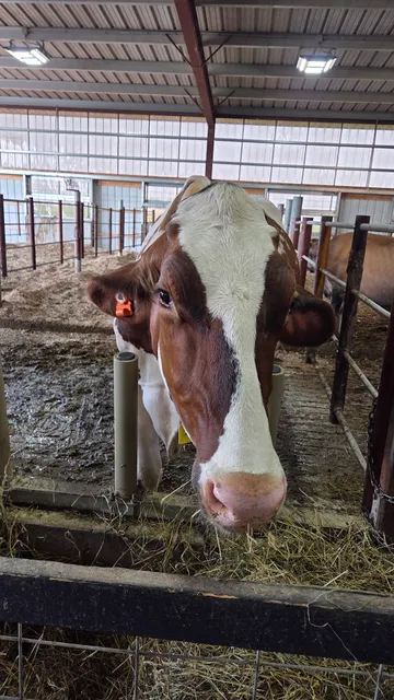 Vandoske Dairy Farms LLC