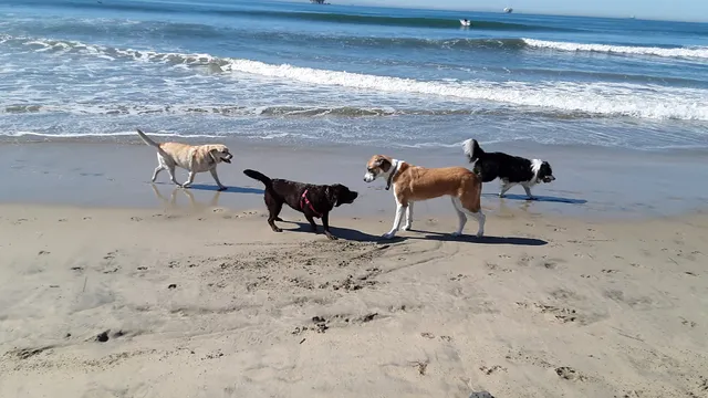 Dog Beach