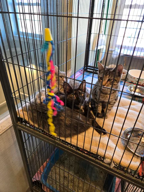 Five Acres Animal Shelter