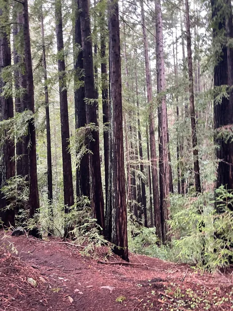 Upper Campus Dwarf Forest