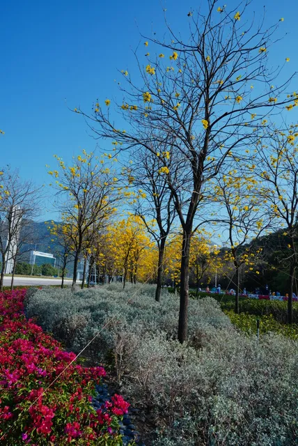 Airport Golden Trumpet Trail