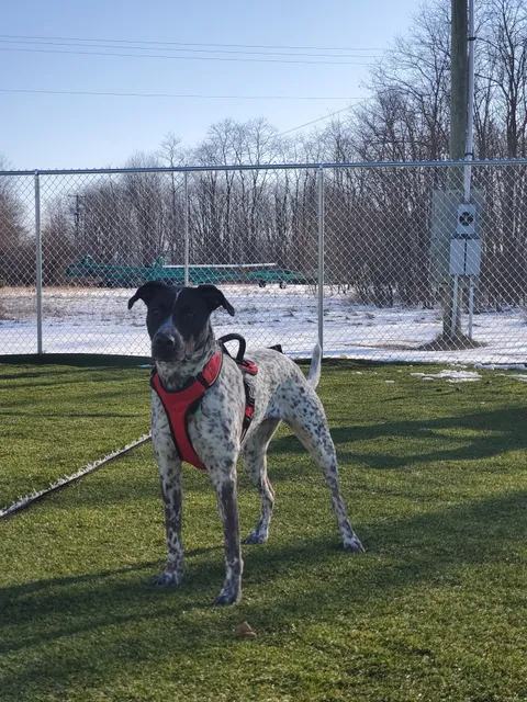 Jonesville Puppy Paradise