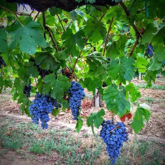 Azienda San Bernardo