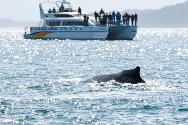 Western Prince Whale Watching Adventures