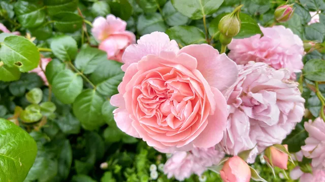 Center Plaza Garden Court