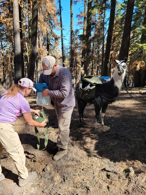 Sugar Pine Foundation