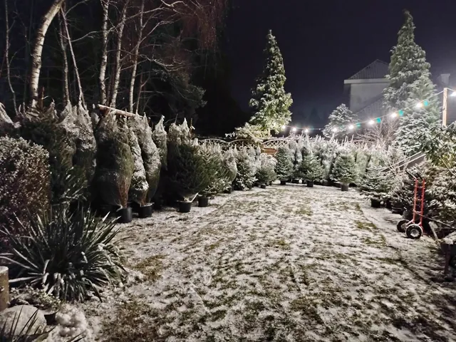 Choinki Bożonarodzeniowe Łódź