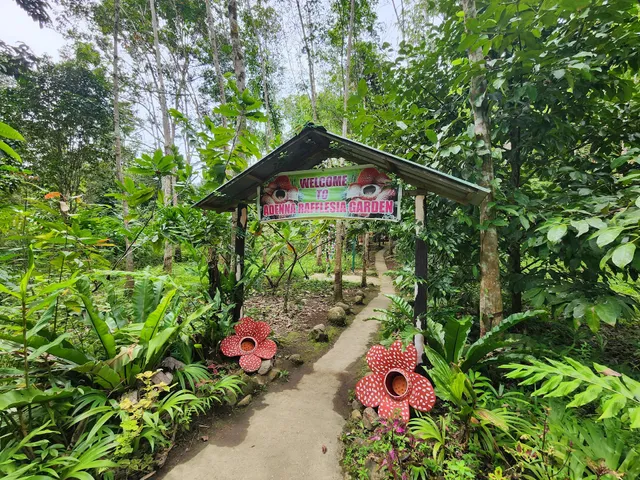 Adenna Rafflesia Garden, Poring, Sabah.