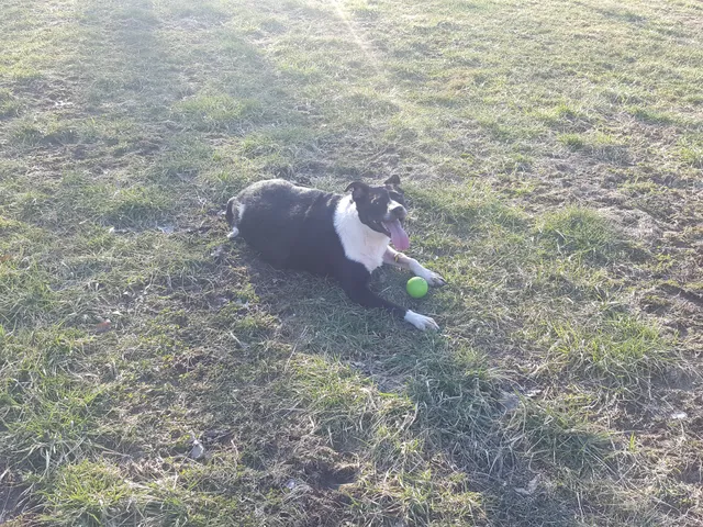 Rotary Dog Park (Member Only)