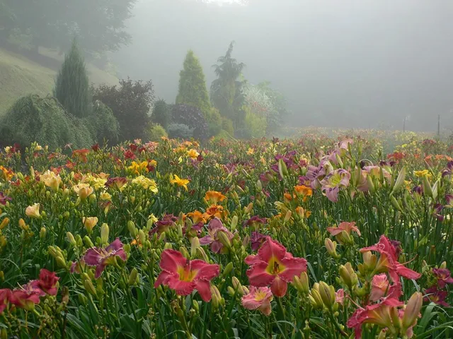 Blue Ridge Daylilies