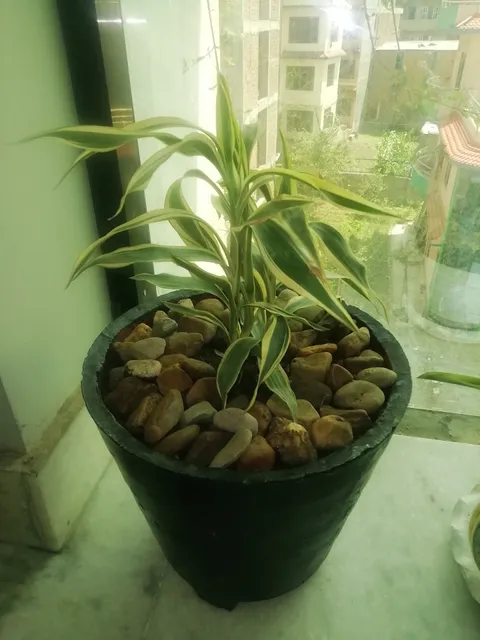 Samrat MoMo house and Newari Khaja Ghar