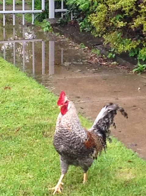 Oak Grove Organic Farm