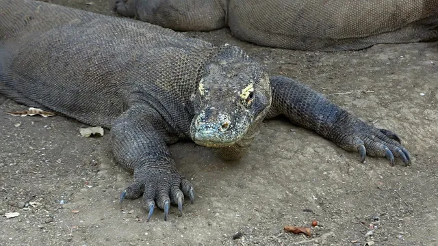Loh Buaya Komodo National Park