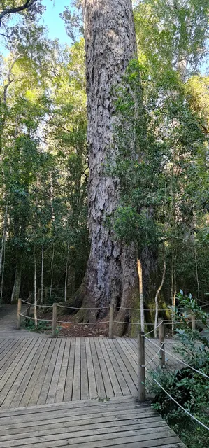 The Big Tree Tsitsikamma