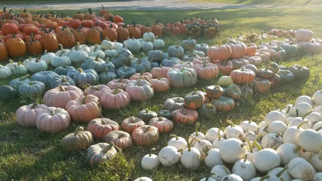 A Few Shades Greener