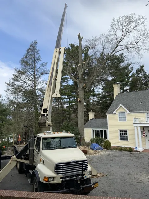 ALL STARS TREE SOLUTIONS