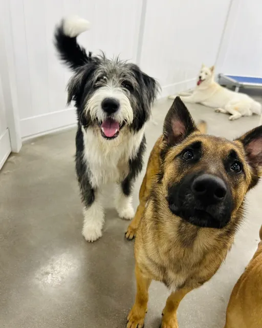 Hounds Town - Little Elm