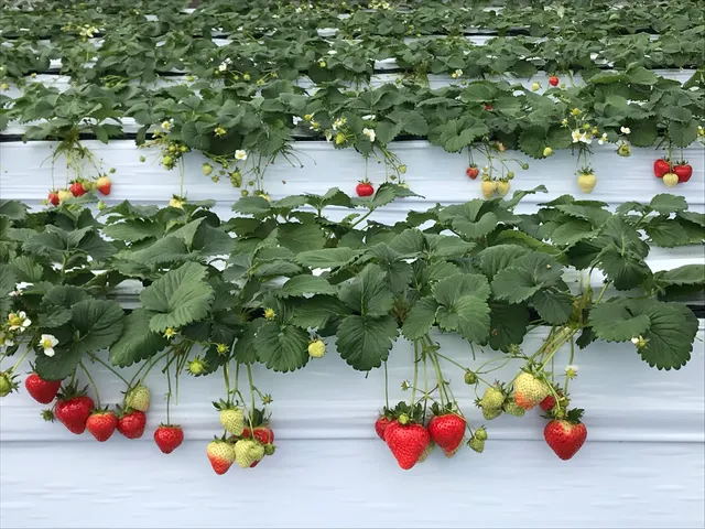 Asuka Strawberry Picking Park