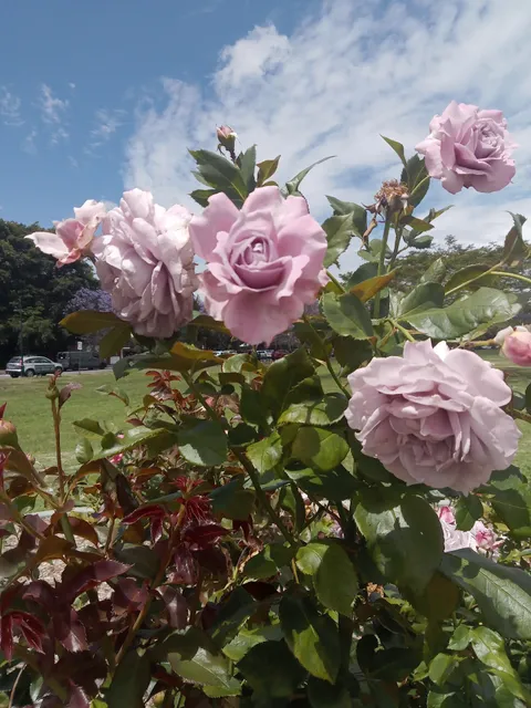 New Farm Park Rose Gardens