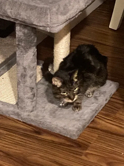 Here Today Adopted Tomorrow Animal Sanctuary