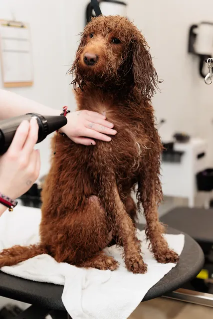 Bowie Barker Lincoln Park