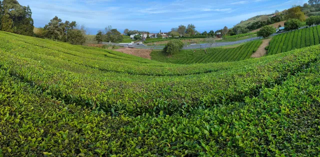 Gorreana Tea Plantation