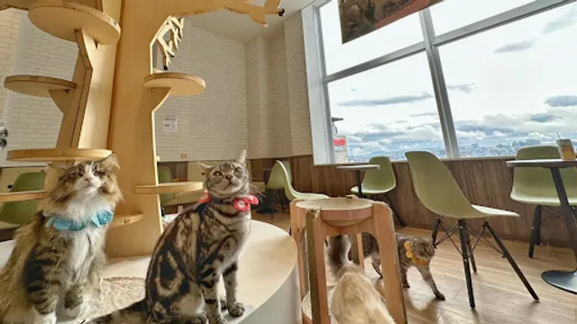 Cokkun cat cafe Hachioji Opa